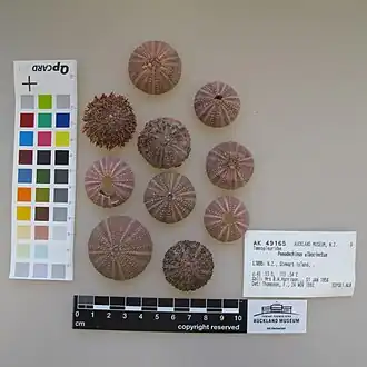 Pseudechinus albocinctus