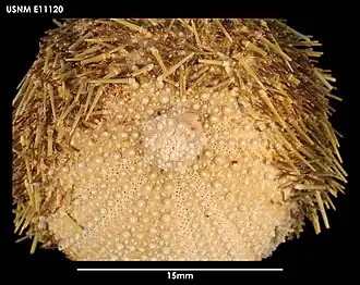 Pseudechinus novaezealandiae