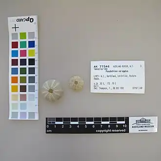 Pseudechinus variegatus