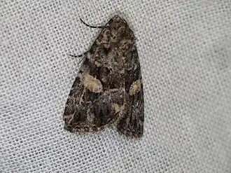 Pseudeustrotia macrosema