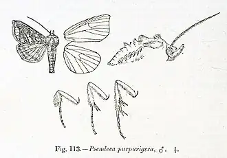 Pseudeva purpurigera