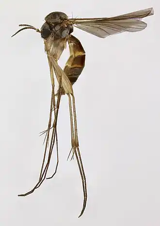 Pseudexechia trivittata