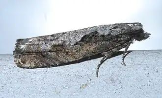 Pseudexentera cressoniana