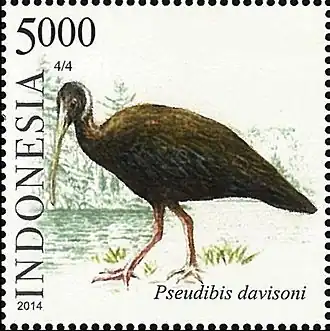 Witschouderibis