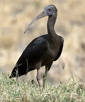 Wrattenibis