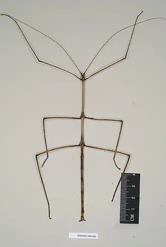 Pseudobactricia ridleyi