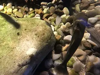 Coreobagrus brevicorpus