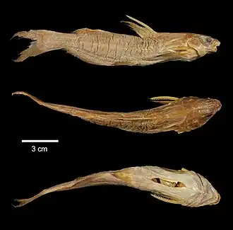 Pseudobagrus vachellii