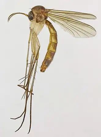 Pseudobrachypeza