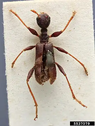 Pseudocephalus formicides