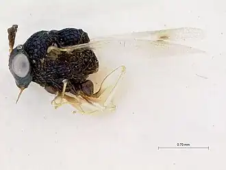 Pseudochalcura americana