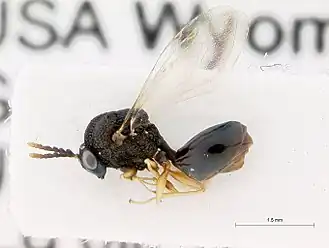 Pseudochalcura gibbosa