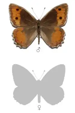 Pseudochazara baldiva