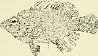 Pseudocheilinops