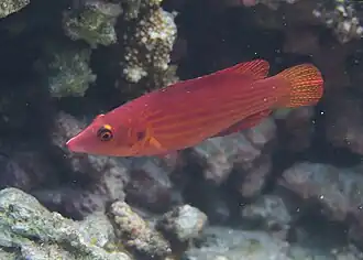 Pseudocheilinus dispilus