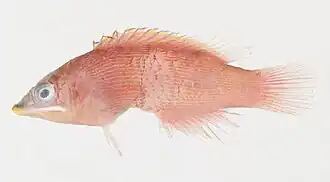 Pseudocheilinus evanidus