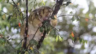 Pseudochirops corinnae