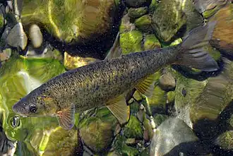 Pseudochondrostoma duriense