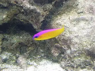 Pictichromis diadema