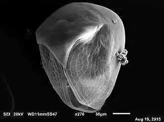 Pseudochydorus globosus