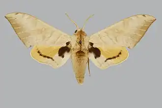 Pseudoclanis abyssinicus