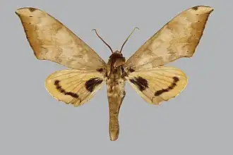 Pseudoclanis canui