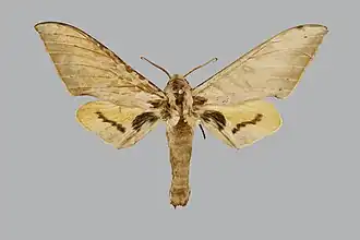 Pseudoclanis evestigata