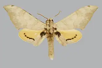 Pseudoclanis kenyae