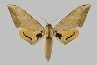 Pseudoclanis occidentalis