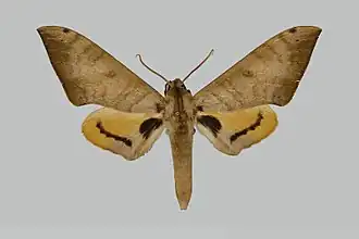 Pseudoclanis tomensis