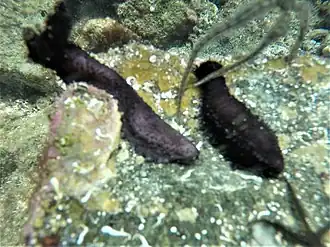 Pseudocnus californicus