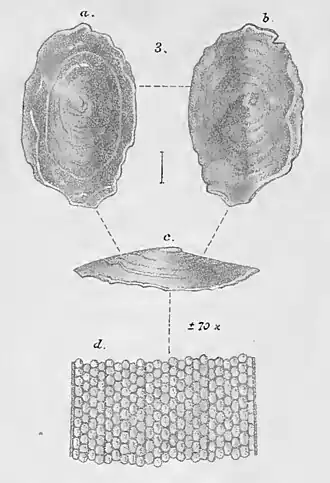 Pseudococculina granulata