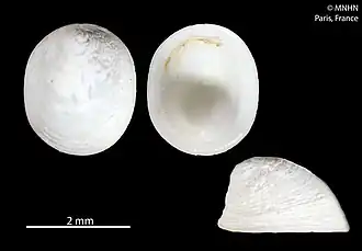 Pseudococculina gregaria