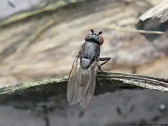 Pseudocollinella humida