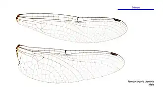 Pseudocordulia circularis