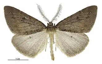 Pseudocoremia berylia