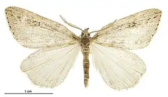 Pseudocoremia cineracia