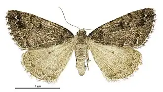 Pseudocoremia colpogramma