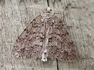 Pseudocoremia fenerata