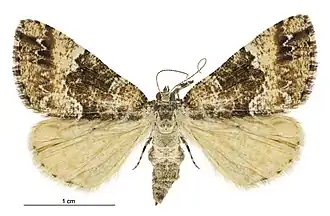 Pseudocoremia insignita