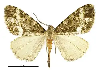 Pseudocoremia lactiflua