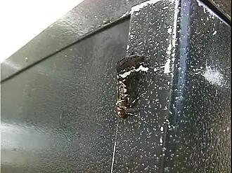 Pseudocoremia leucelaea