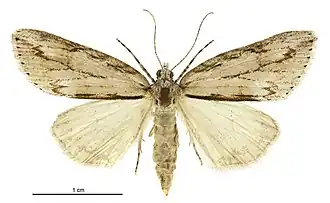 Pseudocoremia lupinata