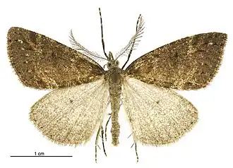 Pseudocoremia modica