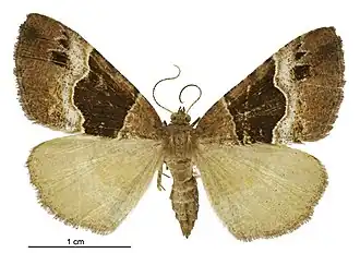 Pseudocoremia pergrata