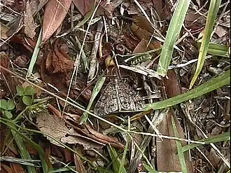 Pseudocoremia suavis