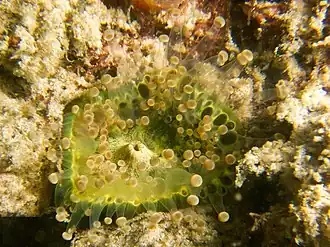 Corynactis globulifera
