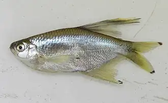 Pseudocorynopoma doriae