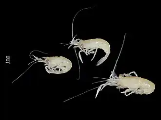 Pseudocoutierea wirtzi