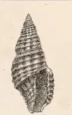 Pseudodaphnella infrasulcata